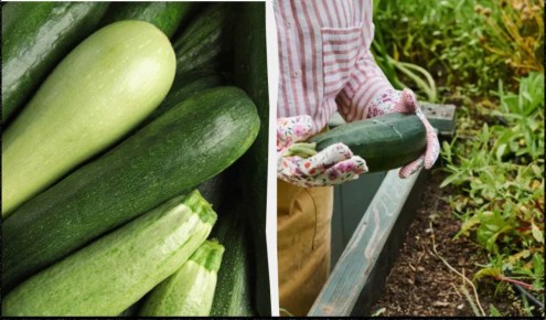 ������ �������� �� ����������: ��� ��������� ������������� � ��������� ����