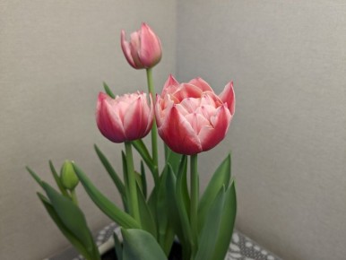 ��� ������: ����� ���������, ���� ����� ������?