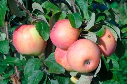 ������ ������ ������: �� � � ����������� � ������