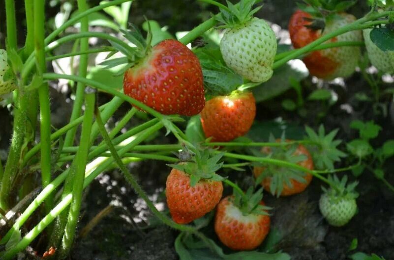 Как успешно высаживать клубнику в июне: секреты и советы