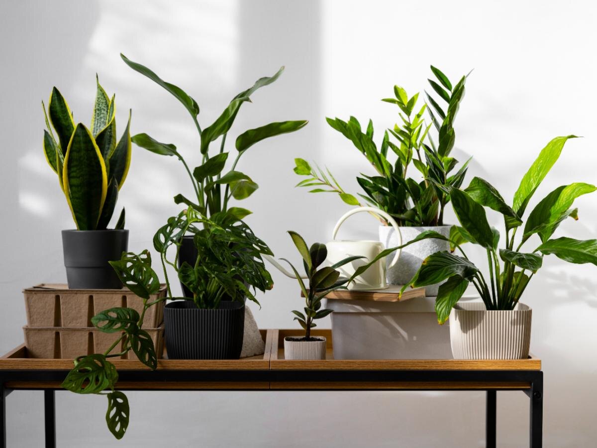 Как растения могут помочь вам засыпать быстро и без усилий