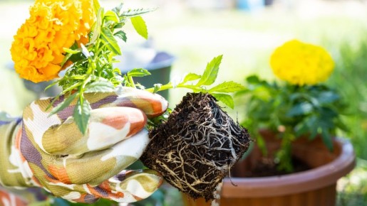 ��� ����� ����� �������� � �������: ������� ��� ����� � ��������