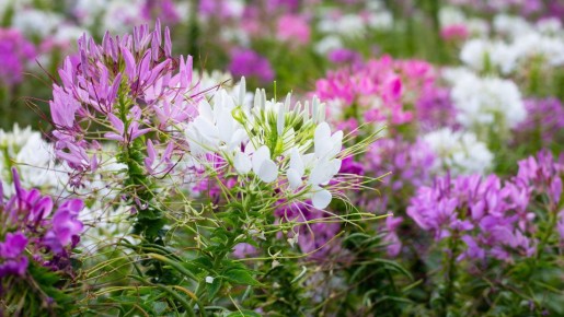 ������: ������� ��������� �������� � �������� ������� ������