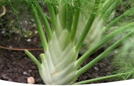 Фенхель: как вырастить и применять эту ароматную траву