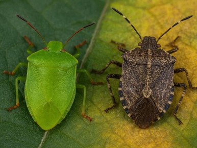 Естественные враги клопов: как осы могут спасти ваши урожаи