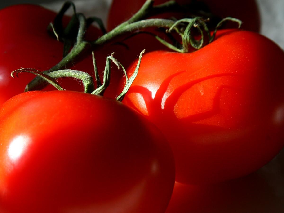 Как спасти томаты от фитофторы: советы огородникам