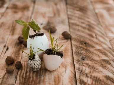 Как дачники превращают обычные отходы в волшебное удобрение для урожая