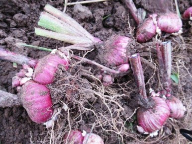 Секреты успешного хранения гладиолусов: все, что нужно знать об осенней выкопке и сохранении луковиц