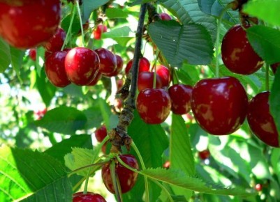 ����������� ���� �� ������ � ������� ������