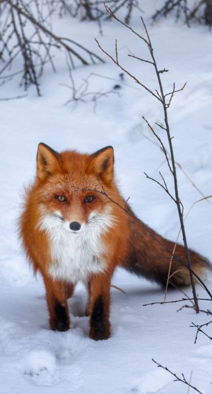 � �����, 4 �������, � ����������� ������� ������