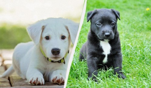 ��� � ������� ������� ������ ������� ����� � ��� ������� ������: ��� �������� ��������