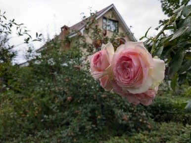 Щедрый август: когда дождь приносит радость в саду непрерывного цветения