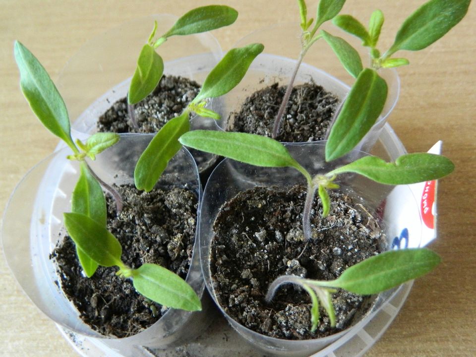 ���� �� ����: ������ ��� ���� � �������