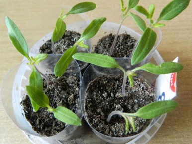 ���� �� ����: ������ ��� ���� � �������