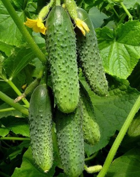 ��� ��������� ��������� �������� ������� ����� �����������