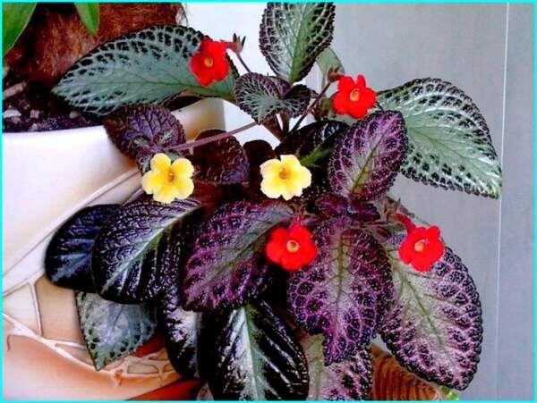 Эписция: ваш новый союзник в создании уюта и яркости в интерьере