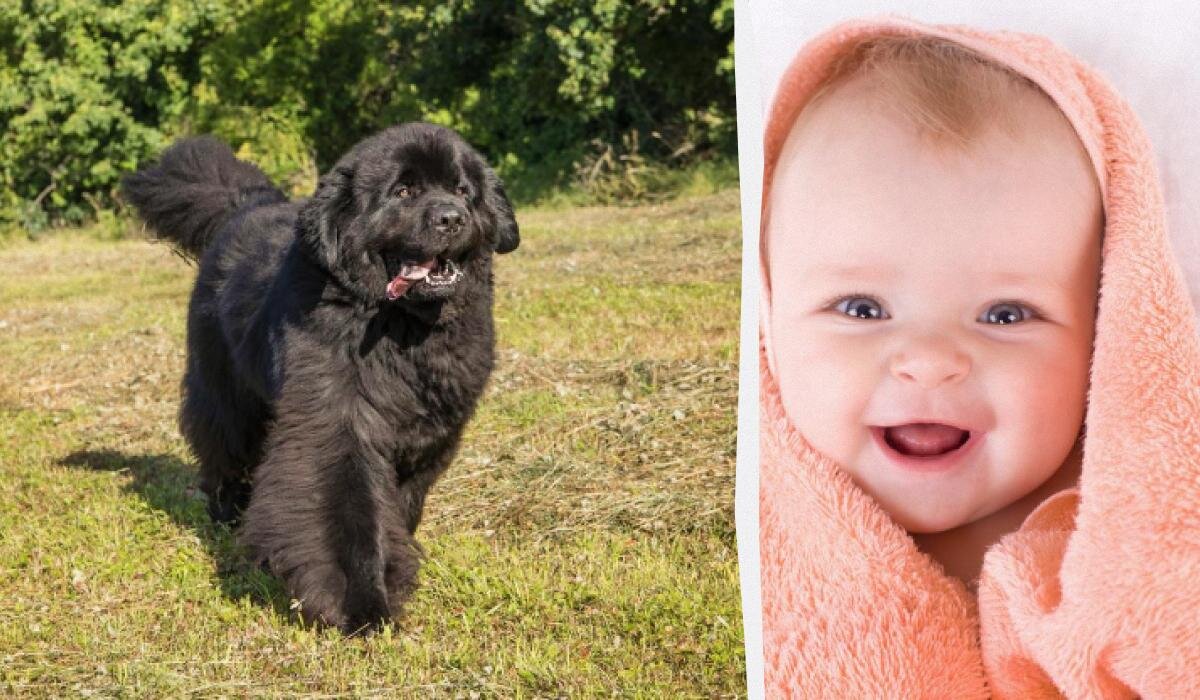 Как выбрать идеальную собаку для семьи с детьми: три идеальных породы