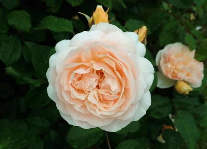 ��� ��������� ���� � ��������: ������� ��� ���������� ���������