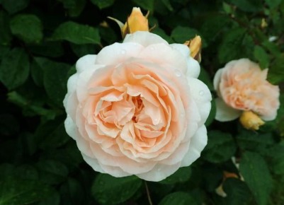 ��� ��������� ���� � ��������: ������� ��� ���������� ���������