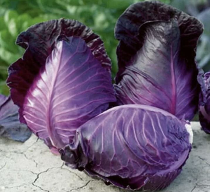 Как краснокочанная капуста помогает сохранить здоровье осенью