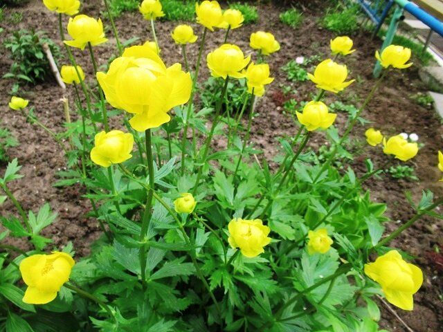 ���������� ����������: ������� ��������� ����� �� �������� �������������