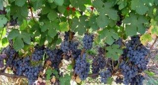 ��������� ��� ���������: ������� ������ � ���������� � ����� �������