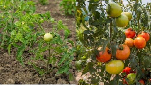 ��� ������� ����� � ������ ����������� ��� ������