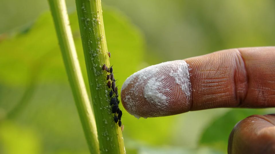 ��������� ��� �� ��� ����: �������� ������ ��������� ����� �������� � ����