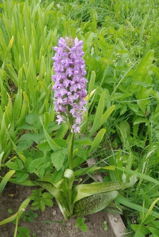 ������� ������� �������� �������: ��������� ������ � ���� ��������