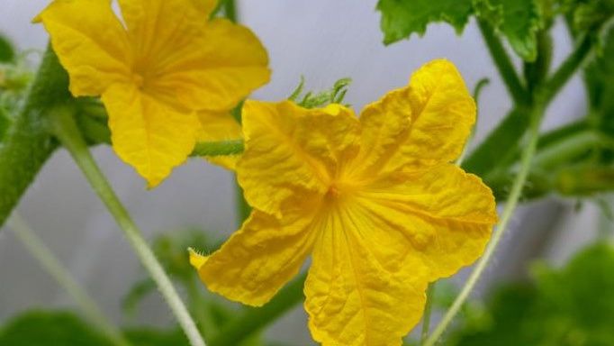 ��� �������� ��������� ������� � ��������� ������: ������� �� ���������