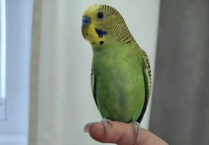 �������� ������� �� ���� ��������� ����������