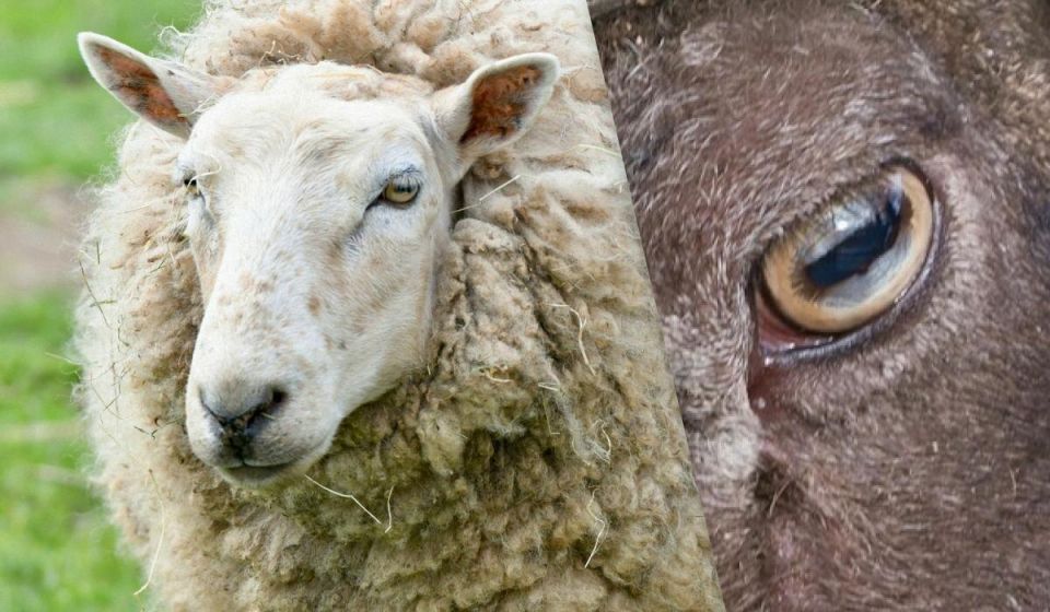 ������ ���� �������� ���������� ��������: ������� ������ �� ��������