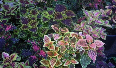 ��� ��������� �������� ������ � ����: ����� �����, ���� � ���������� ����