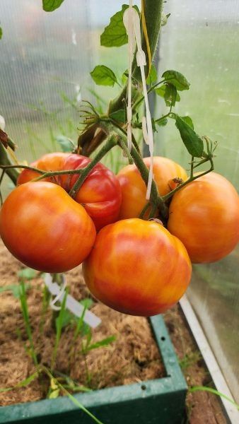 ����� ���� �����: ���������� ������ ������ ��� ������ �������