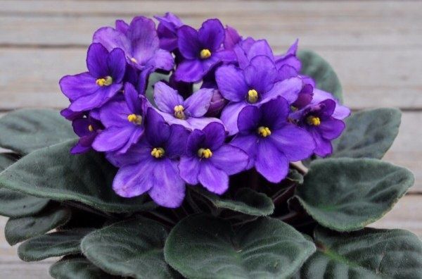 ������ ���� ������ ����� �� ������: �������� ������� � ������