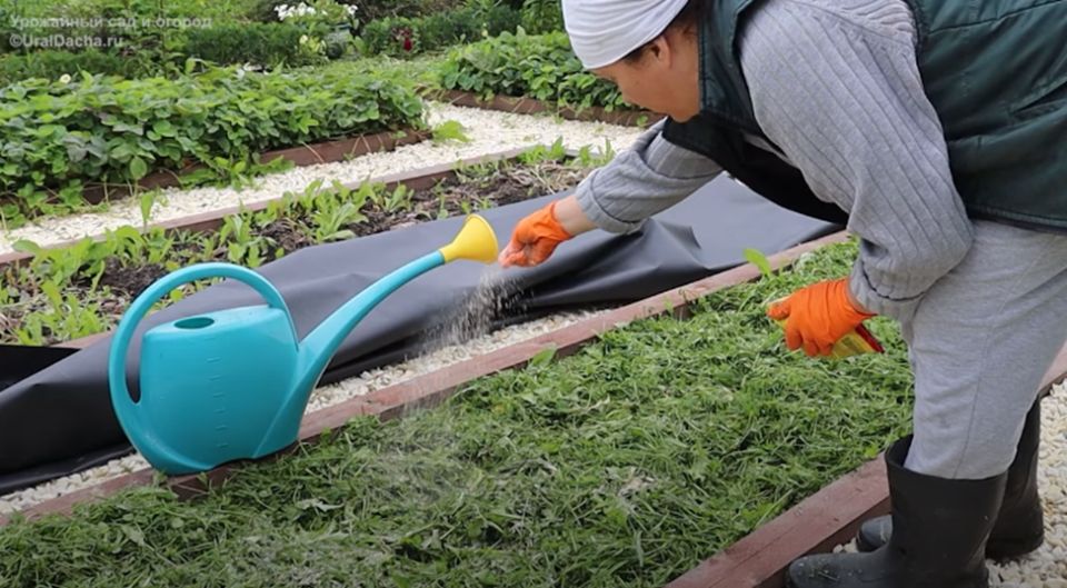 ��� ��������� ������������: ������� ��������� �������