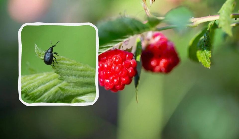 ��� ���������� �� ����������� �� ������: ������ �������