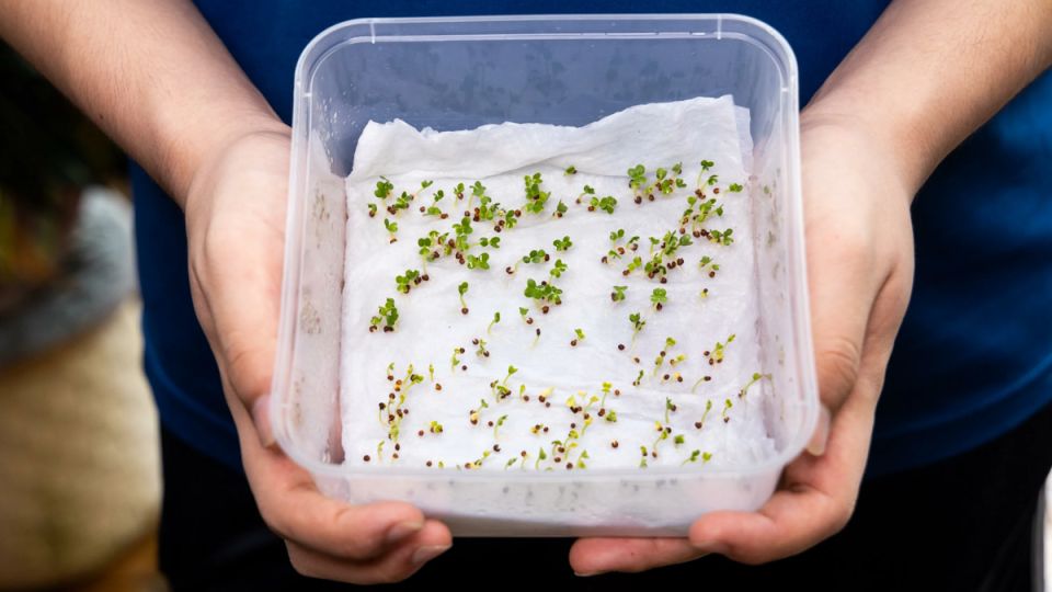 ����������� ����������� �����: ��� ������� � ����� ���� ������ ������