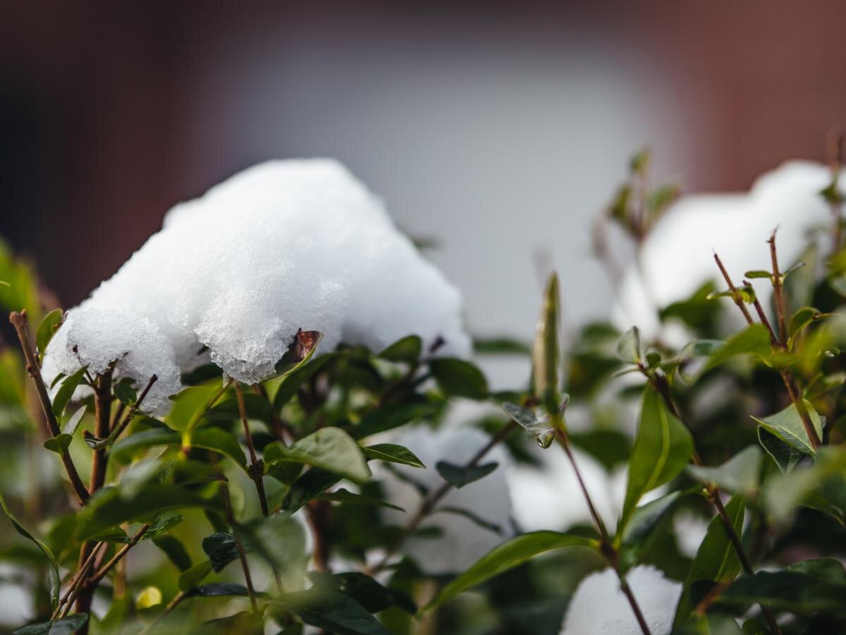 Январь: время готовиться к дачному сезону