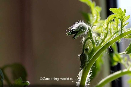 7 ������, ������ ������� �������� �������: ������ ��� ���������