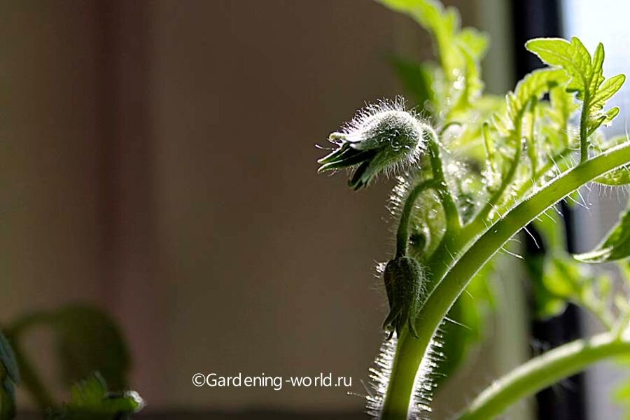 7 причин, почему рассада начинает увядать: советы для садоводов