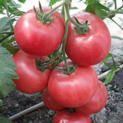 ����� �������: ������� ��������� ������ ��� ���������