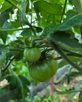 ������ ������� ������� �����: ��� ��������� ������������� � �������� ��������