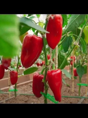 ��������� � ����?����� � ������� ����������: 6 ������� ������, ����� �� ��� �� ��������