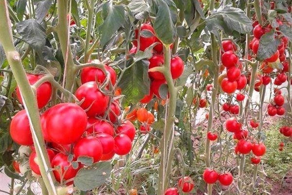 ����� �������: ������� ��������� �����������