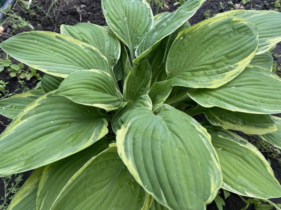 ������ � ��������: ���� ��� ����? ��� ��������� ��������� �� ���������� ������