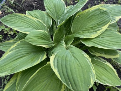 ������ � ��������: ���� ��� ����? ��� ��������� ��������� �� ���������� ������