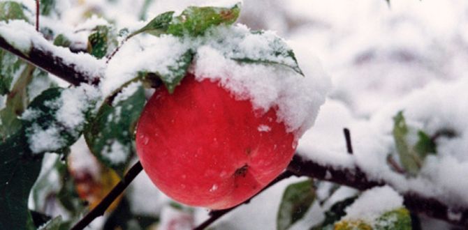 ������� �������� ��������� �� �������� ��������