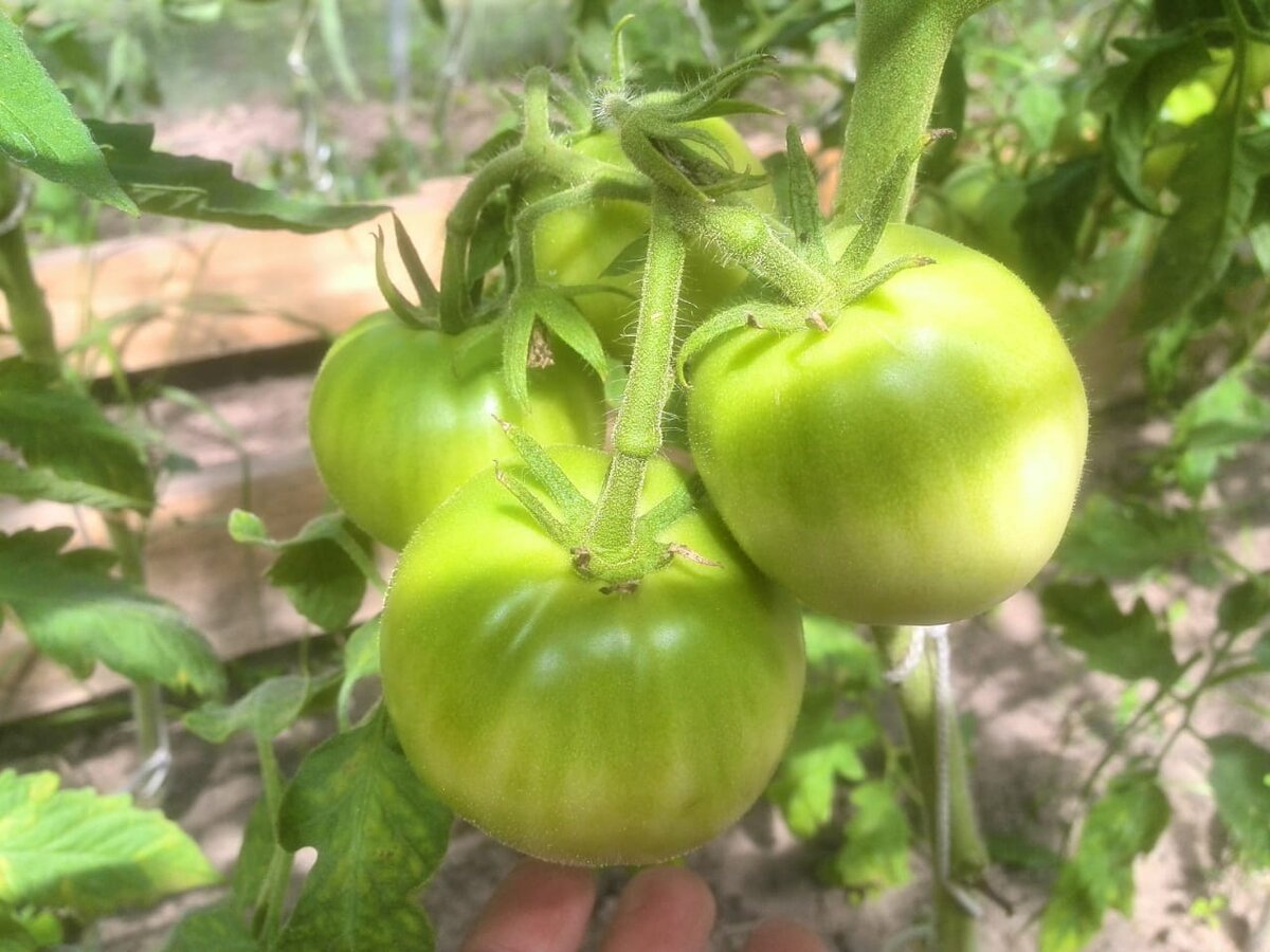 Как ухаживать за томатами в теплице: секреты полива и подкормки