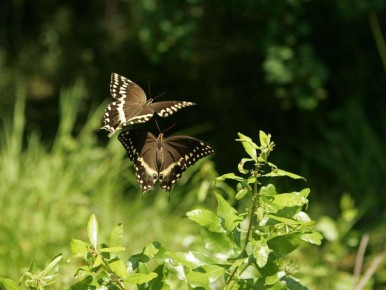 Пряные травы на даче: как отличить чабер от чабреца